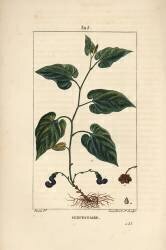 Serpentaire (Pierre Jean Francois Turpin) - Muzeo.com