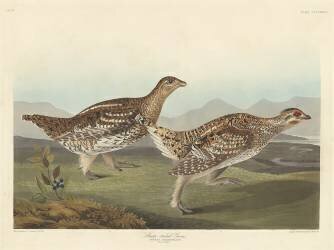 Sharp-tailed Grous (John James Audubon) - Muzeo.com