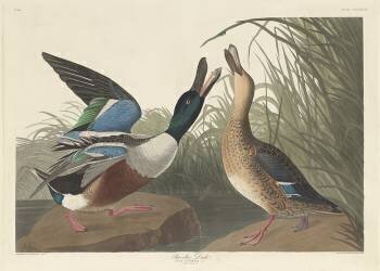 Shoveller Duck (John James Audubon) - Muzeo.com