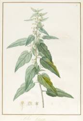Sida Pulchella (Pierre Joseph Redouté) - Muzeo.com