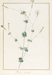 Silene Chloraefolia (Pierre Joseph Redouté) - Muzeo.com