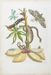 Snake (Maria Sibylla Graff Merian) - Muzeo.com