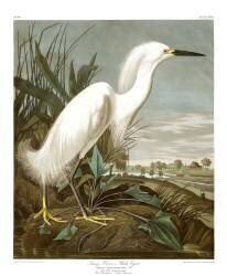 Snowy Heron Or White Egret (John James Audubon) - Muzeo.com