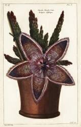 Starfish flower or carrion plant (Dupin) - Muzeo.com