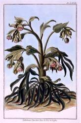 Stinking Hellebore (Pierre-Joseph Buchoz) - Muzeo.com