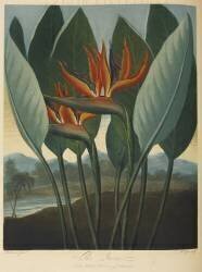 Strelitzia Reginae (Robert John Thornton) - Muzeo.com