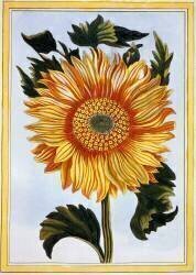 Sunflower (Pierre-Joseph Buchoz) - Muzeo.com