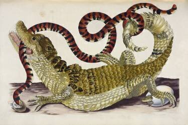 Surinam Caiman Protecting Her Hatchlings from a Coral Snake (Maria Sibylla Graff Merian) - Muzeo.com