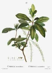 Swamp cyrilla (Pierre Joseph Redouté) - Muzeo.com