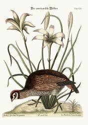 The American Partridge (Mark Catesby) - Muzeo.com
