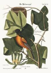 The Baltimore Bird (Mark Catesby) - Muzeo.com