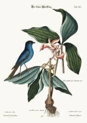 The blue Linnet (Mark Catesby) - Muzeo.com