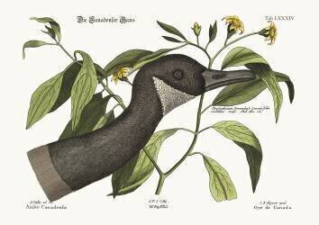 The Canada Goose (Mark Catesby) - Muzeo.com