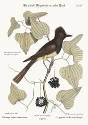 The crested Flycatcher (Mark Catesby) - Muzeo.com