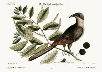The Cuckow of Carolina (Mark Catesby) - Muzeo.com