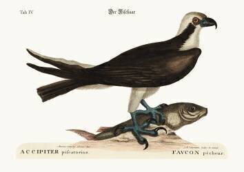 The fishing Hawk (Mark Catesby) - Muzeo.com