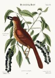 The Fox coloured Thrush (Mark Catesby) - Muzeo.com