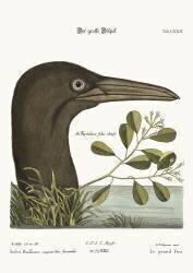The Great Booby (Mark Catesby) - Muzeo.com