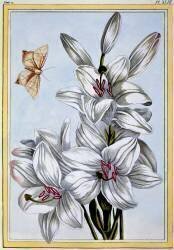 The Great White Lily (Pierre-Joseph Buchoz) - Muzeo.com