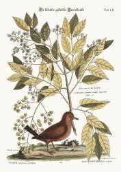 The Ground Dove (Mark Catesby) - Muzeo.com