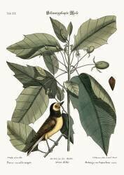 The Hooded Titmouse (Mark Catesby) - Muzeo.com