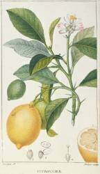 The Lemon Tree (Pierre Jean Francois Turpin) - Muzeo.com