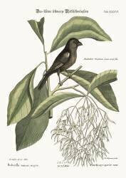 The little black Bullfinch (Mark Catesby) - Muzeo.com