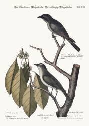 The little brown Flycatcher (Mark Catesby) - Muzeo.com