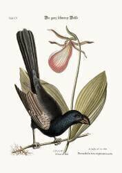 The Razor-billed Black-bird of Jamaica (Mark Catesby) - Muzeo.com