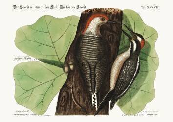 The red-bellied Woodpecker (Mark Catesby) - Muzeo.com