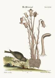 The Snow Bird (Mark Catesby) - Muzeo.com