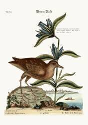 The Soree (Mark Catesby) - Muzeo.com