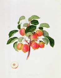 The Tartarian Crab Apple (William Hooker) - Muzeo.com