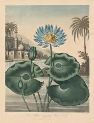 The Temple of Flora, Blue Egyptian Waterlily (Robert John Thornton) - Muzeo.com