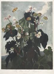 The Temple of Flora, The Obique-leaved Begonia (Robert John Thornton) - Muzeo.com