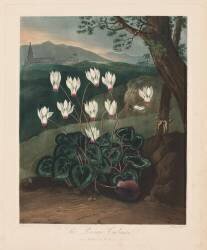 The Temple of Flora, The Persian Cyclamen (Robert John Thornton) - Muzeo.com