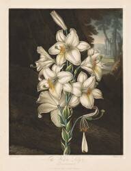 The Temple of Flora, The White Lily with Variegated Leaves, (Robert John Thornton) - Muzeo.com