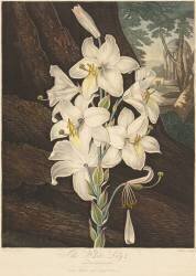 The Temple of Flora, White Lily with Variegated Leaves (Robert John Thornton) - Muzeo.com