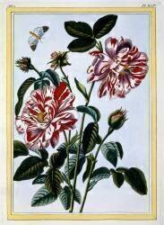 The Variegated Rose of England (Pierre-Joseph Buchoz) - Muzeo.com