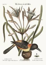 The Yellow and Black Pye (Mark Catesby) - Muzeo.com