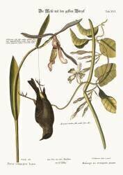 The Yellow-Rump (Mark Catesby) - Muzeo.com