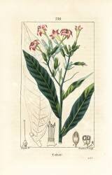 Tobacco (Pierre Jean Francois Turpin) - Muzeo.com