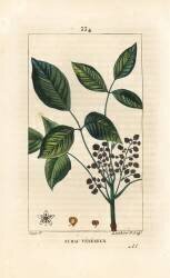 Toxic Liana - Poison oak (Pierre Jean Francois Turpin) - Muzeo.com