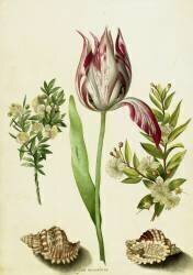Tulip (Maria Sibylla Graff Merian) - Muzeo.com