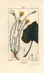 Tussilage (Pierre Jean Francois Turpin) - Muzeo.com