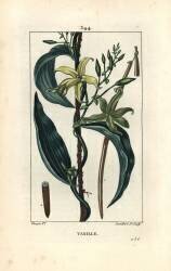 Vanilla - Vanilla orchid (Pierre Jean Francois Turpin) - Muzeo.com