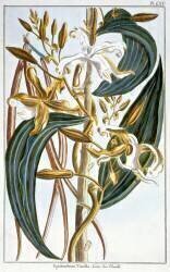 Vanilla pods (Pierre-Joseph Buchoz) - Muzeo.com