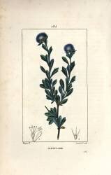 Variete of globular - Three tooth leaved globularia (Pierre Jean Francois Turpin) - Muzeo.com