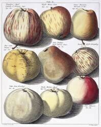 Various apples (Johann Hermann Knoop) - Muzeo.com