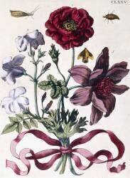 Various European insects and flowers (Maria Sibylla Graff Merian) - Muzeo.com